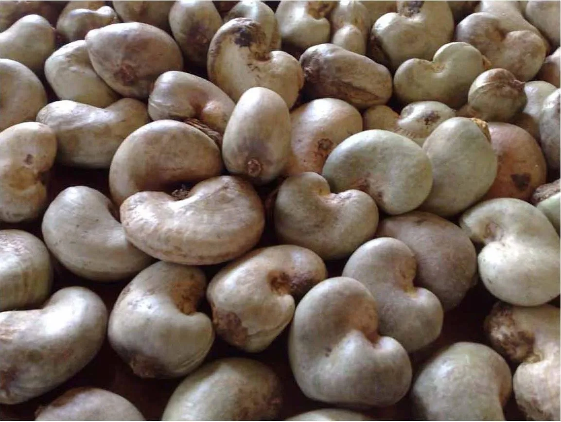 Cashew policies and regional trade opportunities: Ghana and West Africa at crossroads