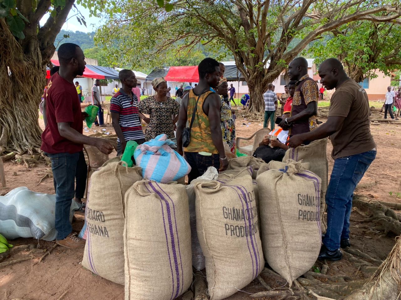 Cocoa production drastically drops in Volta and Oti Regions due to smuggling – COCOBOD