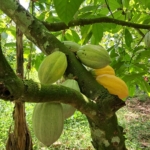 REDD+ initiative empowers Ghana’s cocoa farmers to protect forests and boost incomes