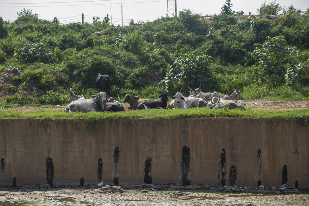 Eight months on: Abandoned silt threatens to reverse Odaw dredging works [Photos]