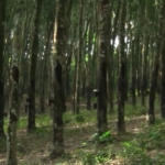 RUPAG applauds government move to restrict raw rubber exports in 2026 Budget