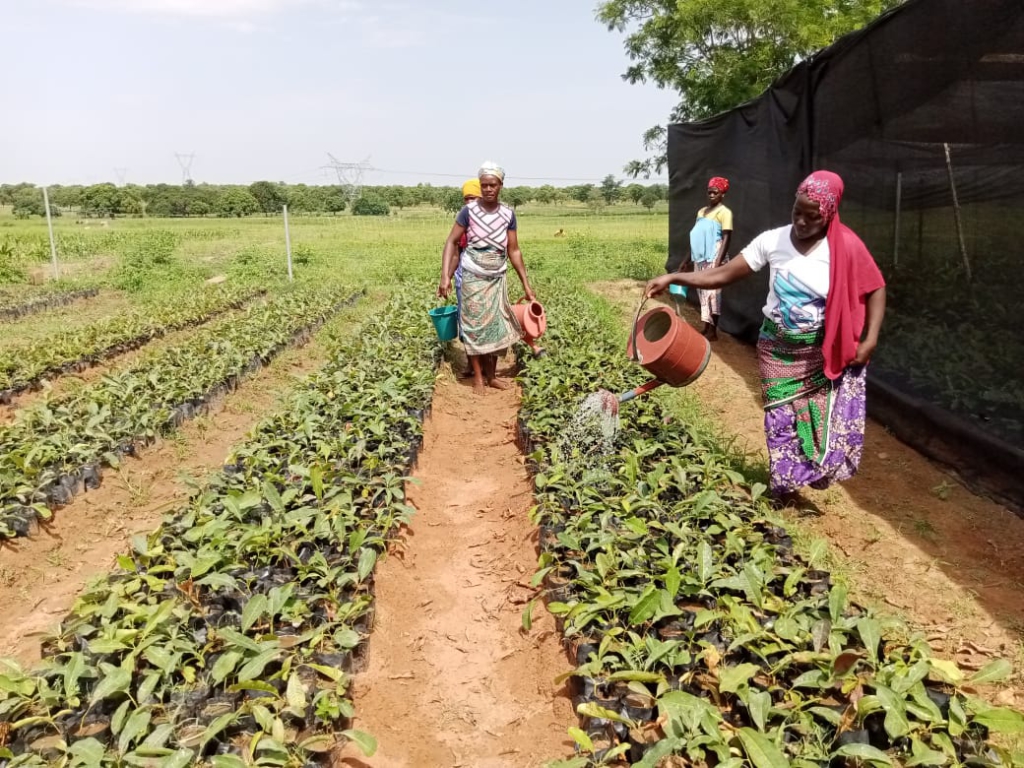 The dying shea trees: How changing weather is driving Northern Ghana’s women into urban struggle