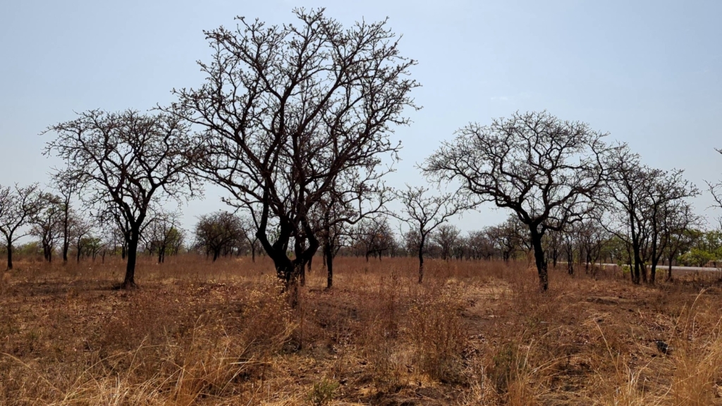The dying shea trees: How changing weather is driving Northern Ghana’s women into urban struggle