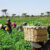 Ghana launches AgriConnect Compact to strengthen food security, create jobs, mobilise investment