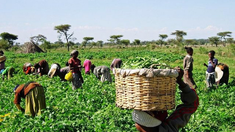 Turn research into enterprise – Dr. Adelaide Agyepong challenges agric economists – MyJoyOnline