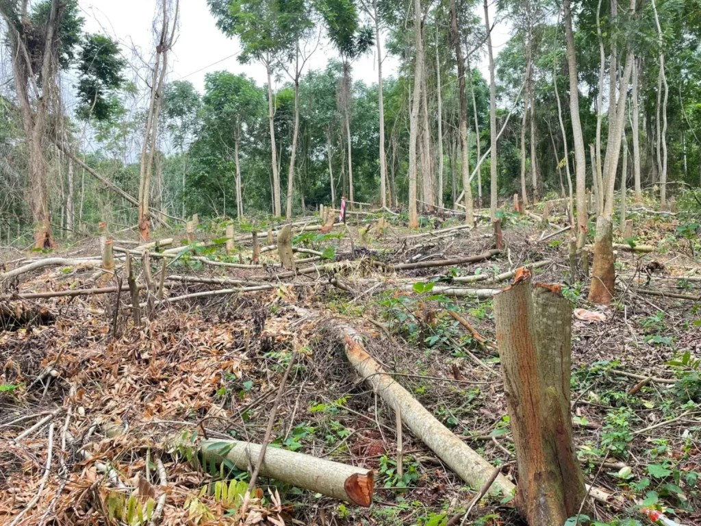 Ghana experiencing forest degradation largely by mining, not deforestation — Ghana Institute of Foresters – MyJoyOnline
