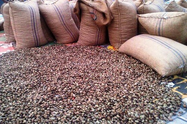 Greening cashew: opportunity and urgency in Ghana and West Africa