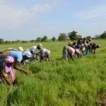 Where Is the GHS 100m? Peasant farmers question buffer stock over delayed grain purchases Where Is the GHS 100m? Peasant farmers question buffer stock over delayed grain purchases
