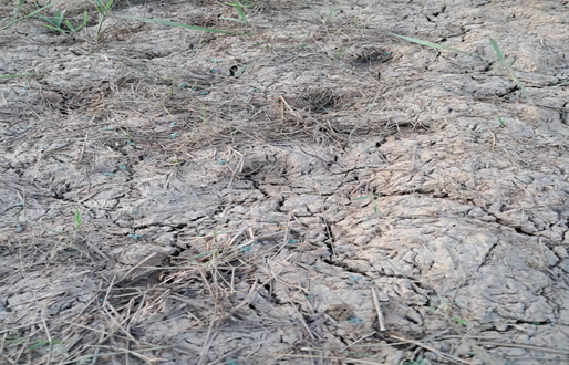 When the Land Fights Back: How climate change drives migration and conflict in Ghana’s Savannah Region – MyJoyOnline