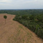 Brazil's Amazon rainforest at risk as key protection under threat