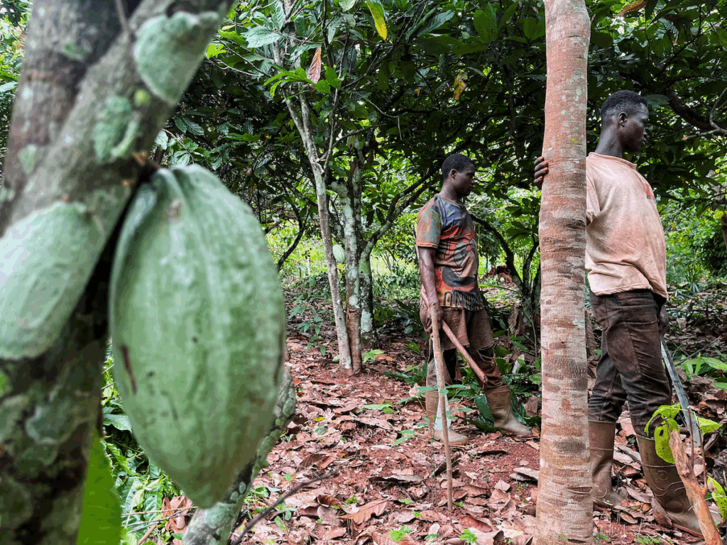 Ivory Coast weather conditions keep cocoa outlook positive – MyJoyOnline
