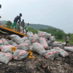 Police destroy 600 sacks of Indian hemp in Ho Police destroy 600 sacks of Indian hemp in Ho