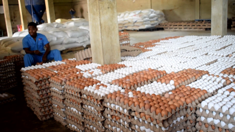 Egg glut deepens as poultry farmers accuse market women of inflating prices – MyJoyOnline