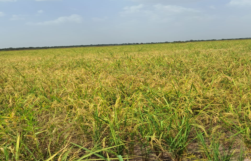 Migrant youth make U-turn as stakeholders develop intervention for dry spell – MyJoyOnline