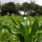 Kenyan farmers secure right to share local seeds in court ruling