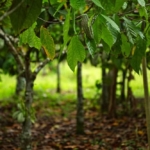 Stakeholders call for collaboration to strengthen Ghana’s tree crop sector