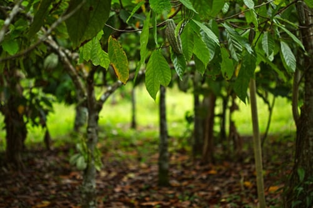 Stakeholders call for collaboration to strengthen Ghana’s tree crop sector
