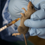First human trial shows promising results for lassa fever vaccine First human trial shows promising results for lassa fever vaccine