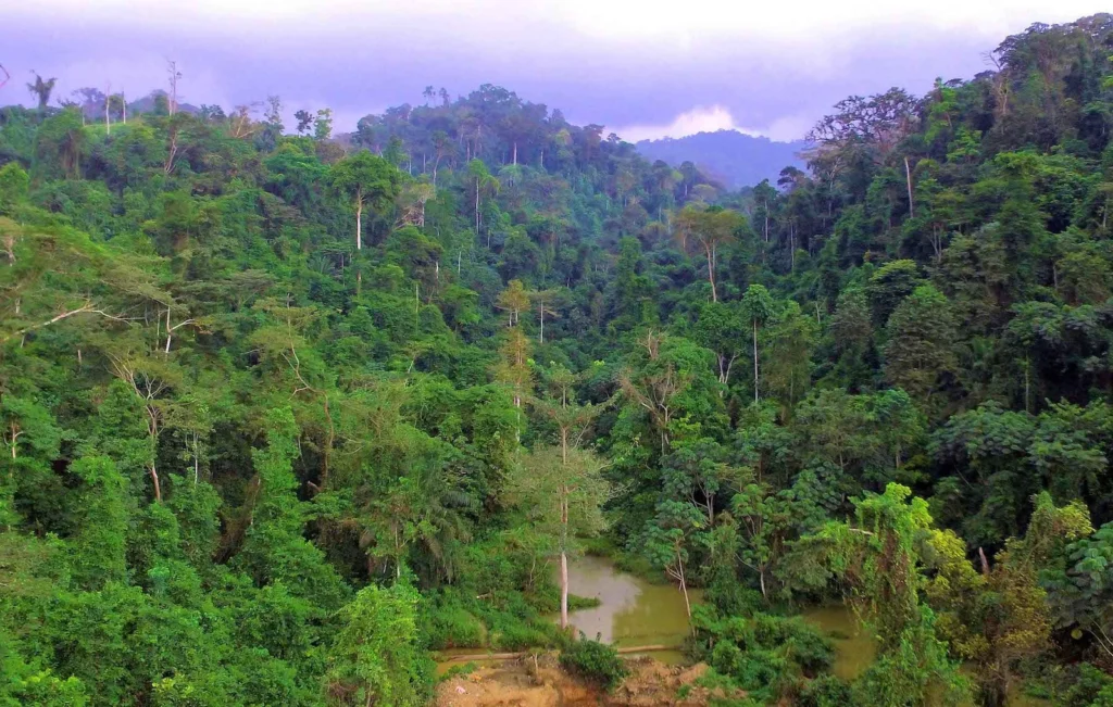Africa struggles to align forest governance as climate, biod