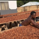 Cocoa smuggling fueled by delayed payment by COCOBOD - Farmers Cocoa smuggling fueled by delayed payment by COCOBOD - Farmers