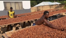COCOBOD releases GH¢2.6bn to LBCs to settle cocoa farmers