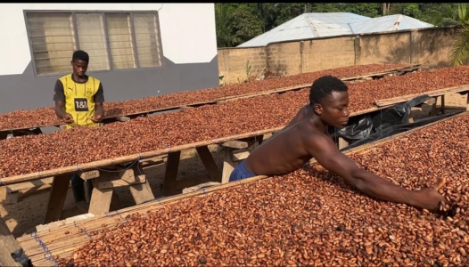 COCOBOD releases GH¢2.6m to LBCs to settle cocoa farmers