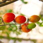 Planetech Week: Israeli Innovation Sweetens Global Tables with Cherry Tomatoes