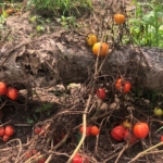 Tomato farmers in crisis as their produce rot for lack of buyers  