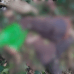 Falling tree kills two timber workers at Bekawopa  