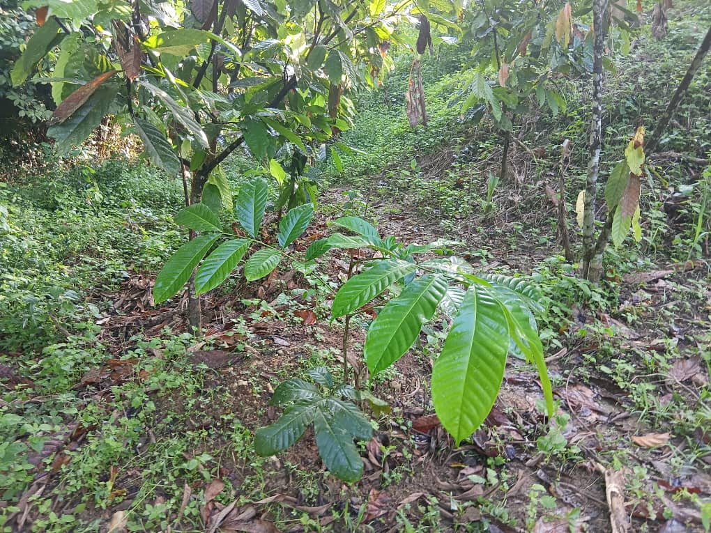 Ghanaian cocoa communities mobilised against galamsey to protect livelihoods and environment