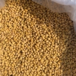 CRI, HAPPY Programme push early generation seeds to boost soybean production in Ghana CRI, HAPPY Programme push early generation seeds to boost soybean production in Ghana