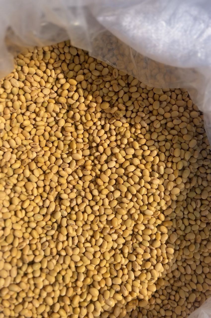 CRI, HAPPY Programme push early generation seeds to boost soybean production in Ghana