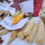 Seeds of Sovereignty: Ghana’s renewed drive to protect indigenous crops Seeds of Sovereignty: Ghana’s renewed drive to protect indigenous crops