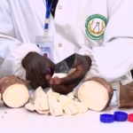 Cassava from reclaimed mine lands found to contain unsafe cyanide and lead levels – Study reveals