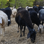 Greek sheep and goat cull raises fears of feta cheese shortage