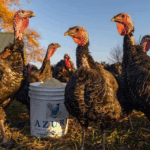 Indian scientists predict how bird flu could spread to humans