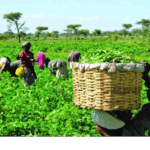 Parliament lauds farmers as nation marks Farmers Day Parliament lauds farmers as nation marks Farmers Day