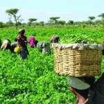 2025 Farmer’s Day: Farmers demand a 2% interest rate on loans to boost farming activities