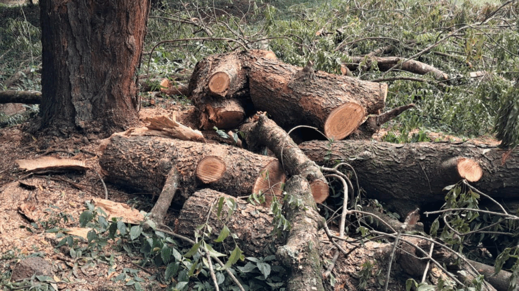 Why not clean energy: Cost or access?