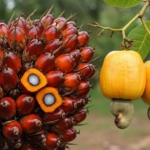 GPSCP II drives quality standards and market access in cashew and oil palm sectors