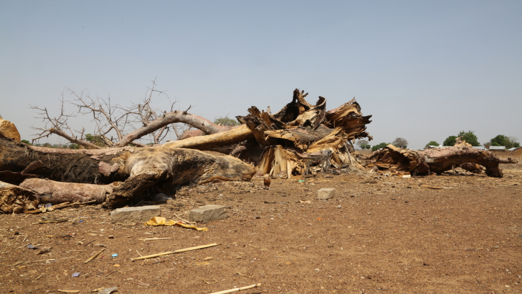 Baobab: Tree of life dying as climate change ravages Northern Ghana