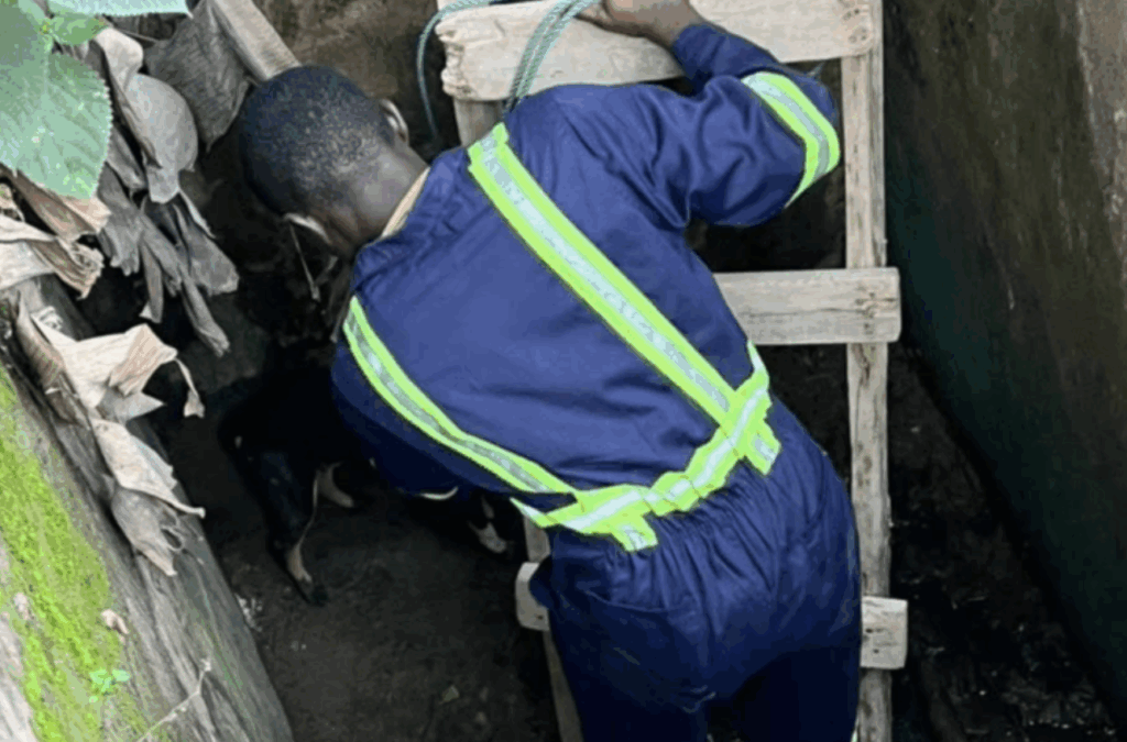 Firefighters rescue dog trapped in well at ...