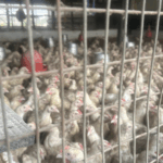Asokore-Mampong Municipal distributes over 9,000 birds under Nkoko Nkete-nkete Programme
