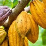 Tighter cocoa supply lifts prices as Ghana records good crop conditions