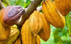 Tighter cocoa supply lifts prices as Ghana ...