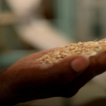 WFP’s fortified rice project improves school feeding, farmer incomes in Ashanti region