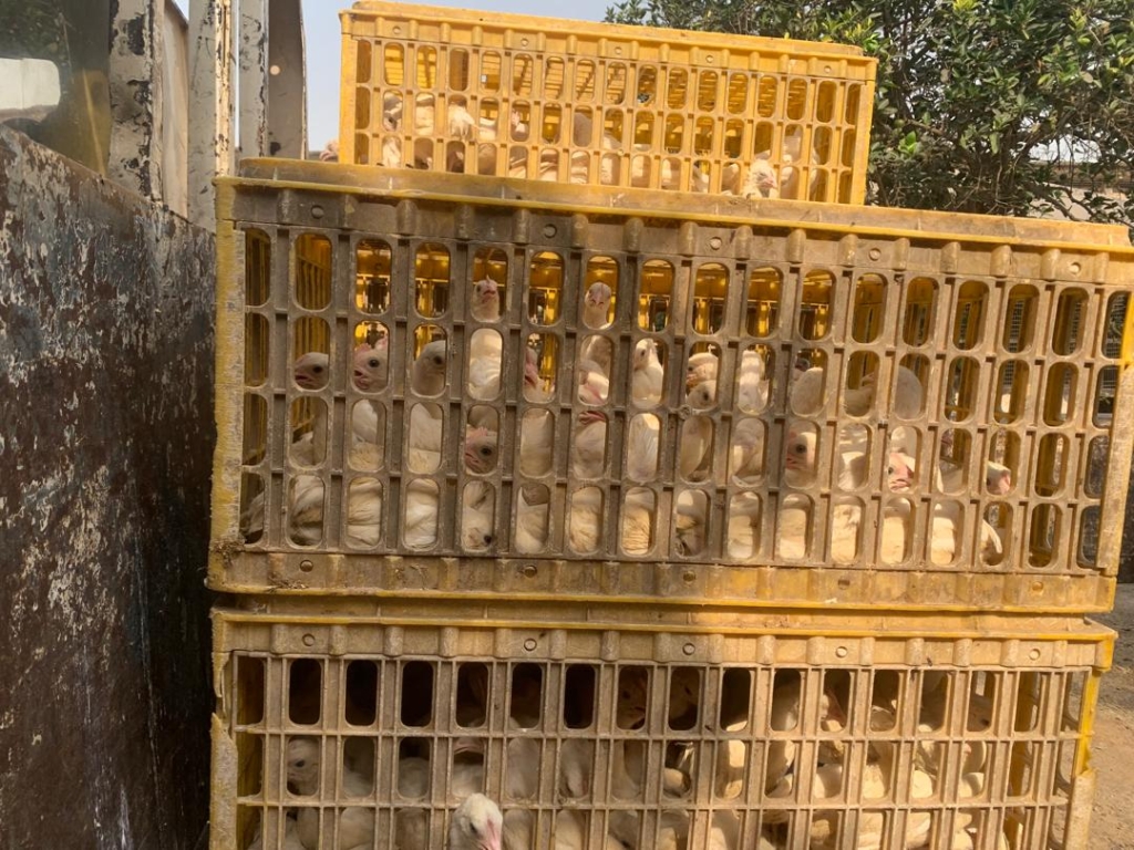 Nearly 8k birds distributed to 159 beneficiaries under ‘Nkoko Kitikiti’ programme Nearly 8k birds distributed to 159 beneficiaries under ‘Nkoko Kitikiti’ programme