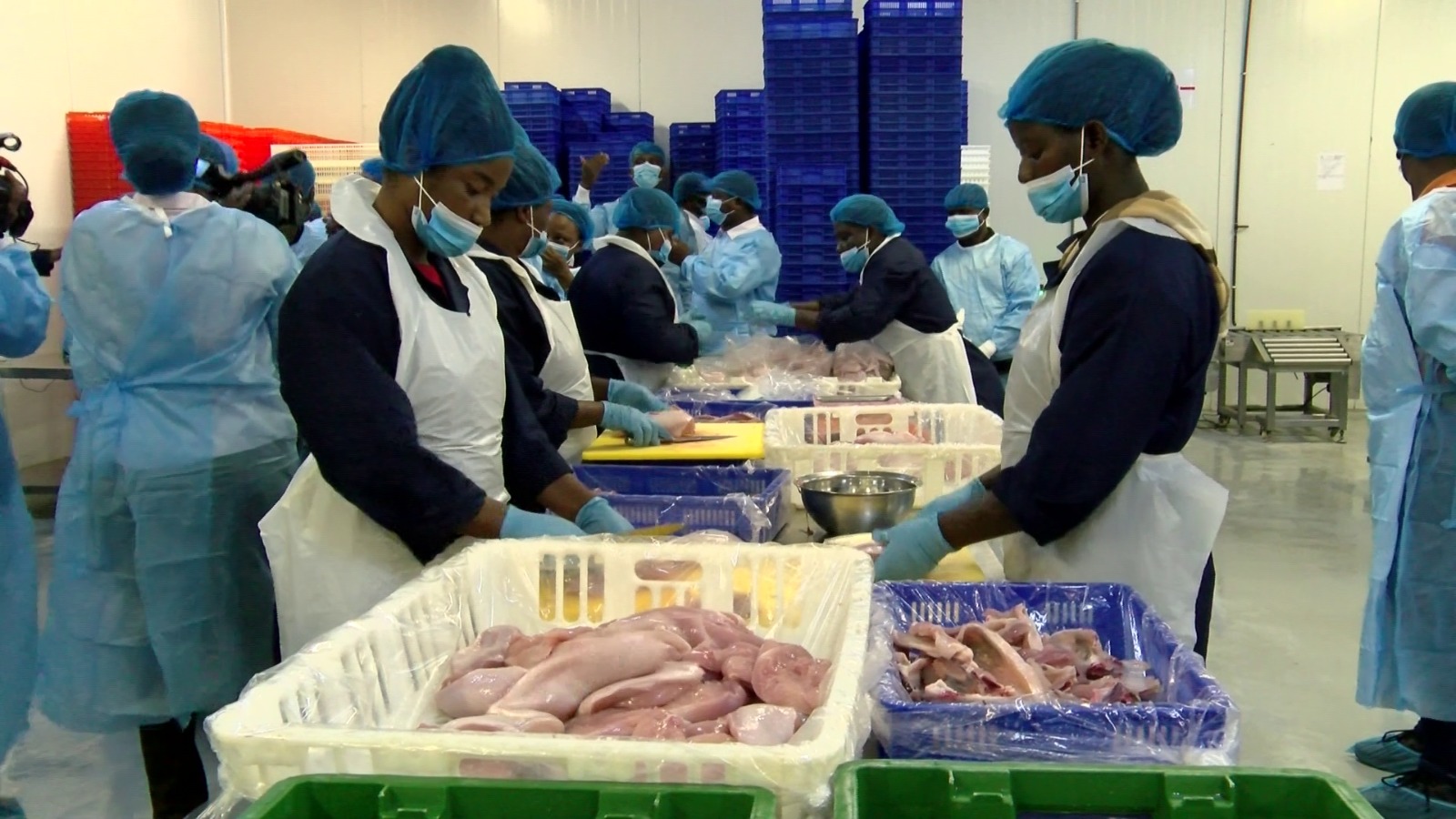 ‘Nkoko Nkitinkiti Project’ processes 50,000 birds at Aglow Farms as Ghana targets 80 million goal