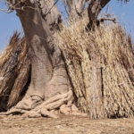 Old farming practice is offering new hope for climate action in Zuuku
