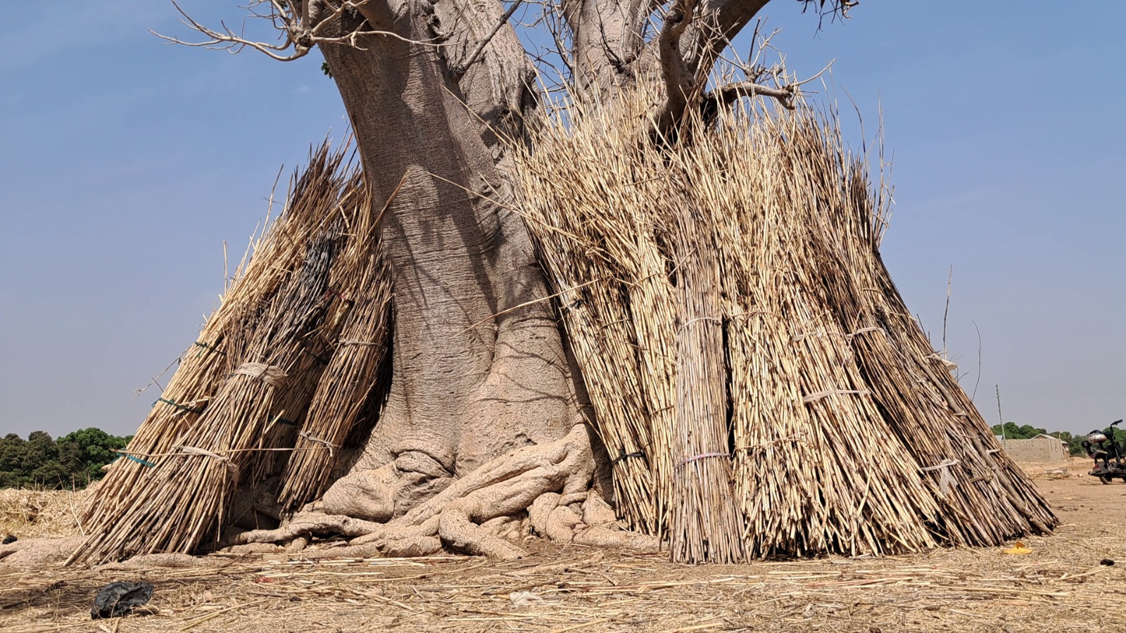 Old farming practice is offering new hope for climate action in Zuuku